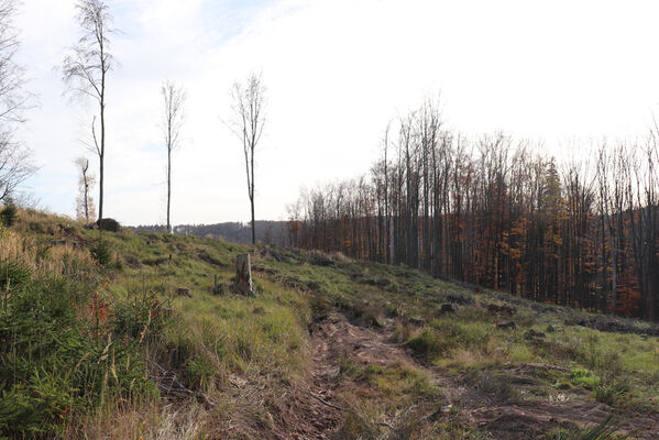 Rajnochovice, 30.10.2022
Tesák. Hospodářský les na hřbetu nad pralesem.
Klíčová slova: Hostýnské vrchy Rajnochovice Tesák