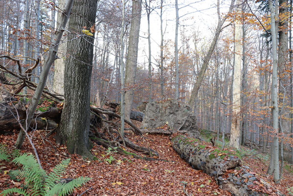 Rajnochovice, 30.10.2022
Černava - prales.
Keywords: Hostýnské vrchy Rajnochovice Černava prales