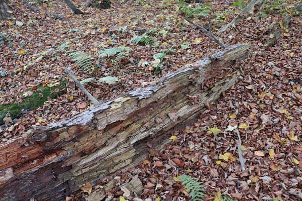 Rajnochovice, 30.10.2022
Černava - prales.
Keywords: Hostýnské vrchy Rajnochovice Černava prales Ceruchus chrysomelinus Denticollis rubens