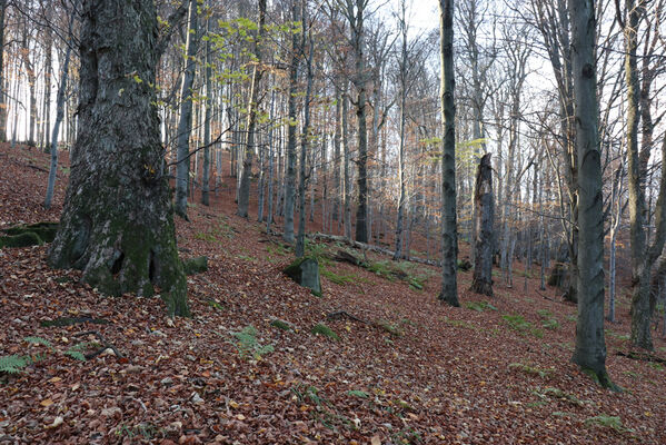 Rajnochovice, 30.10.2022
Černava - prales.
Keywords: Hostýnské vrchy Rajnochovice Černava prales