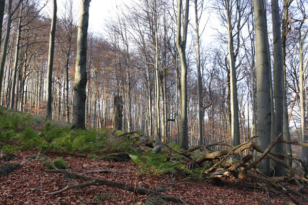 Rajnochovice, 30.10.2022
Černava - prales.
Keywords: Hostýnské vrchy Rajnochovice Černava prales