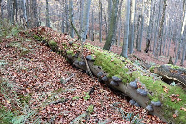 Rajnochovice, 30.10.2022
Černava - prales.
Keywords: Hostýnské vrchy Rajnochovice Černava prales