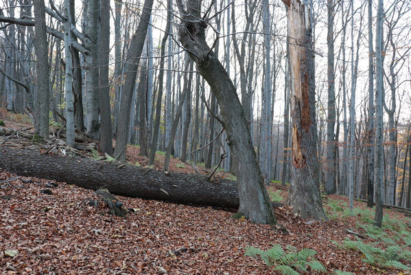 Rajnochovice, 30.10.2022
Černava - prales.
Schlüsselwörter: Hostýnské vrchy Rajnochovice Černava prales Cucujus cinnaberinus