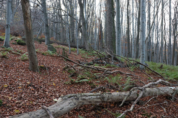 Rajnochovice, 30.10.2022
Černava - prales.
Schlüsselwörter: Hostýnské vrchy Rajnochovice Černava prales