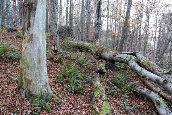 Rajnochovice, 30.10.2022
Černava - prales.
Keywords: Hostýnské vrchy Rajnochovice Černava prales