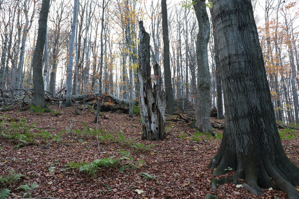 Rajnochovice, 30.10.2022
Černava - prales.
Keywords: Hostýnské vrchy Rajnochovice Černava prales