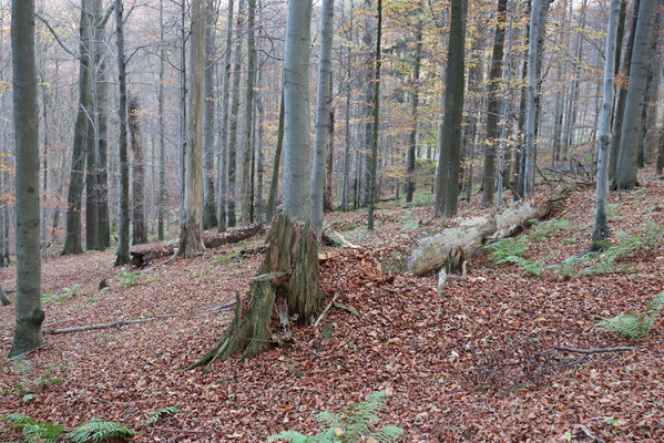 Rajnochovice, 30.10.2022
Černava - prales.
Klíčová slova: Hostýnské vrchy Rajnochovice Černava prales