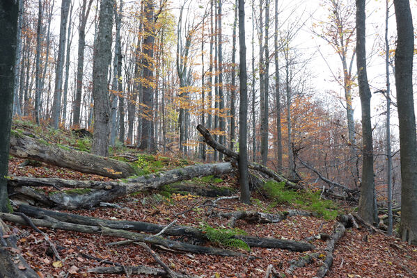 Rajnochovice, 30.10.2022
Černava - prales.
Keywords: Hostýnské vrchy Rajnochovice Černava prales