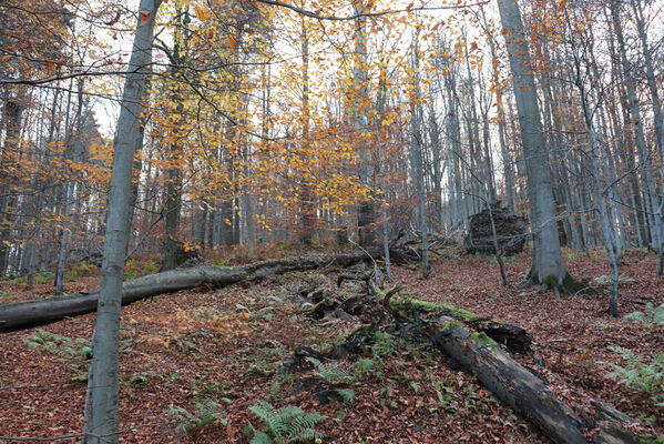 Rajnochovice, 30.10.2022
Černava - prales.
Klíčová slova: Hostýnské vrchy Rajnochovice Černava prales