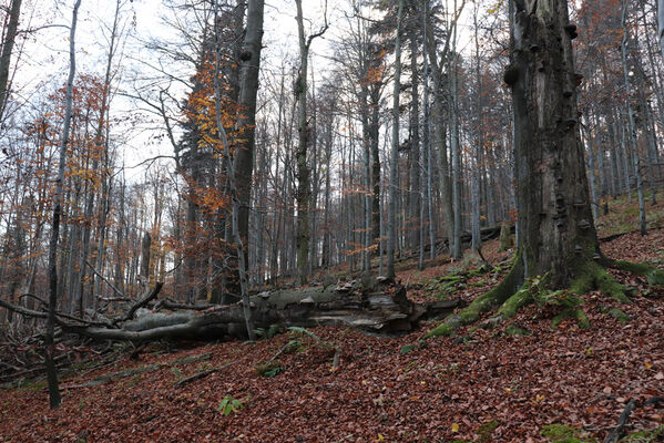 Rajnochovice, 30.10.2022
Černava - prales.
Keywords: Hostýnské vrchy Rajnochovice Černava prales