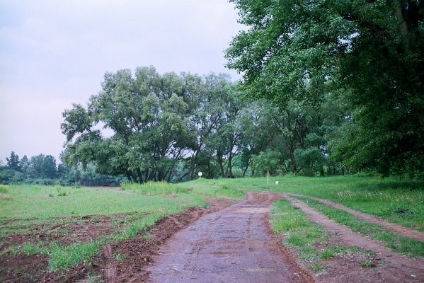 Malé Trakany - řeka Tisa, 21.5.2004
Bývalé rekreační středisko Zlaté piesky. Pobřežní vegetace na břehu řeky. Biotop kovaříků Cidnopus platiai a Agriotes modestus.
Keywords: Malé Trakany Tisa Břeh Tisy Cidnopus platiai Agriotes modestus