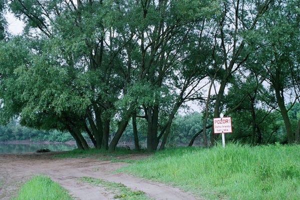 Malé Trakany - řeka Tisa, 21.5.2004
Pobřežní vegetace na břehu řeky. Biotop kovaříků Cidnopus platiai a Agriotes modestus
Mots-clés: Malé Trakany Tisa Břeh Tisy Cidnopus platiai Agriotes modestus