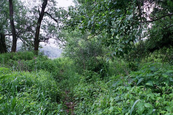 Malé Trakany - řeka Tisa, 21.5.2004
Pobřežní vegetace na břehu řeky. Biotop kovaříků Cidnopus platiai a Agriotes modestus
Klíčová slova: Malé Trakany Tisa Břeh Tisy Cidnopus platiai Agriotes modestus