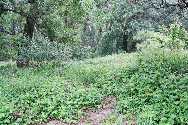 Malé Trakany - řeka Tisa, 21.5.2004
Pobřežní vegetace na břehu řeky. Biotop kovaříků Cidnopus platiai a Agriotes modestus
Klíčová slova: Malé Trakany Tisa Břeh Tisy Cidnopus platiai Agriotes modestus