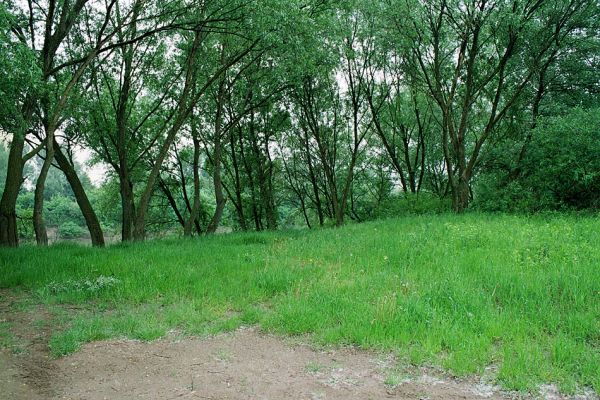 Malé Trakany - řeka Tisa, 21.5.2004
Břeh Tisy. Typová lokalita kovaříka Cidnopus platiai a biotop kovaříka Agriotes modestus.
Keywords: Malé Trakany Tisa Břeh Tisy Cidnopus platiai Agriotes modestus.