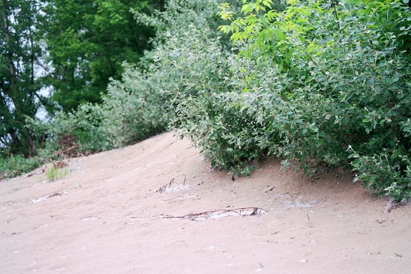 Malé Trakany - řeka Tisa, 21.5.2004
Volné písky na břehu řeky - biotop kovaříků Cidnopus platiai a Negastrius sabulicola
Mots-clés: Malé Trakany Tisa duna Cidnopus platiai Negastrius sabulicola