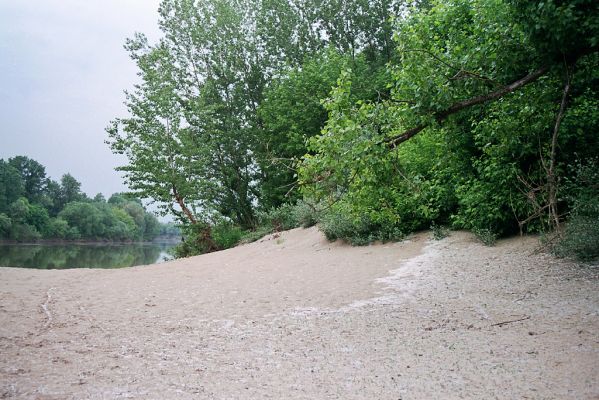 Malé Trakany - řeka Tisa, 21.5.2004
Volné písky na břehu řeky - biotop kovaříků Cidnopus platiai a Negastrius sabulicola
Klíčová slova: Malé Trakany Tisa duna Cidnopus platiai Negastrius sabulicola