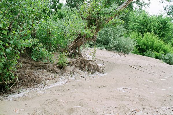 Malé Trakany - řeka Tisa, 21.5.2004
Písčitý břeh řeky. Biotop kovaříků Cidnopus platiai a Negastrius sabulicola
Schlüsselwörter: Malé Trakany Tisa Břeh Tisy Cidnopus platiai Negastrius sabulicola