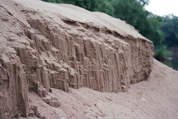 Malé Trakany - řeka Tisa, 21.5.2004
Písečná duna v korytě řeky. Biotop kovaříka Dicronychus equisetioides.
Klíčová slova: Malé Trakany Tisa duna Dicronychus equisetioides