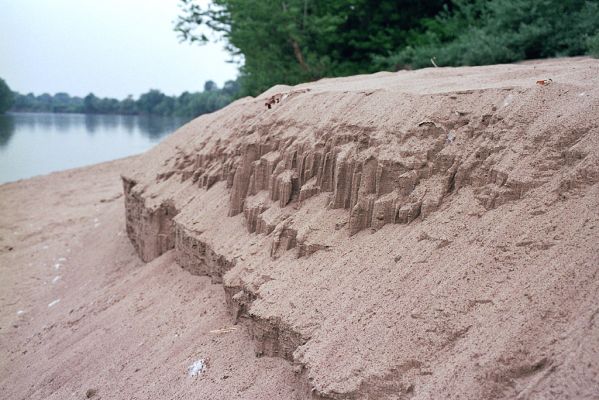 Malé Trakany - řeka Tisa, 21.5.2004
Písečná duna v korytě řeky. Biotop kovaříka Dicronychus equisetioides.
Schlüsselwörter: Malé Trakany Tisa duna Dicronychus equisetioides