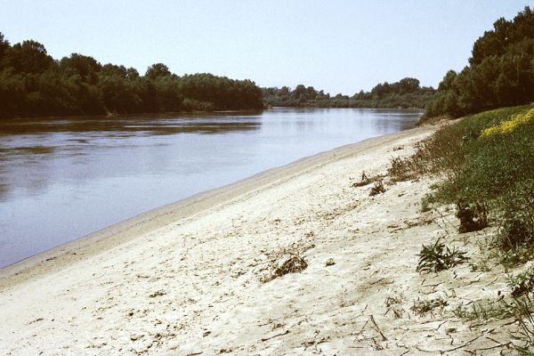 Malé Trakany - řeka Tisa, 23.5.1989
Písčité břehy Tisy pokrývá rozpraskaná slupka jarních bahnitých náplavů - ráj pobřežních druhů čeledi Carabidae. 
Klíčová slova: Malé Trakany Tisa