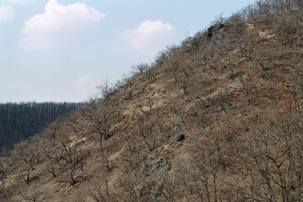 Praha - Točná, 14.4.2005
Břežanské údolí, Šance.



Klíčová slova: Praha Točná Břežanské údolí Šance Cardiophorus erichsoni