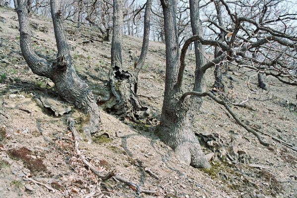 Praha - Točná, 14.4.2005
Břežanské údolí, Šance.

Mots-clés: Praha Točná Břežanské údolí Šance Cerymbyx cerdo