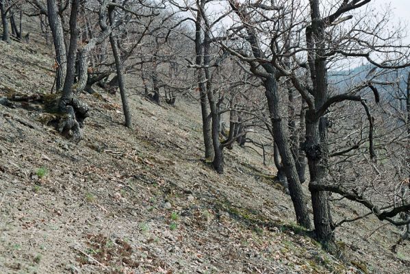 Praha - Točná, 14.4.2005
Břežanské údolí, Šance.
Klíčová slova: Praha Točná Břežanské údolí Šance Cardiophorus erichsoni