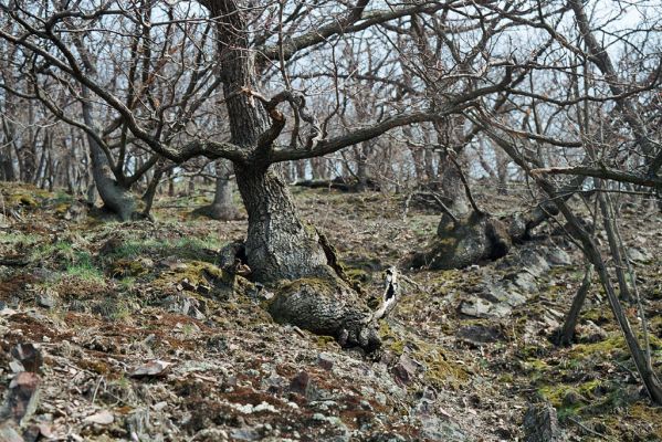 Praha - Točná, 14.4.2005
Břežanské údolí, Šance.



Klíčová slova: Praha Točná Břežanské údolí Šance Ischnodes sanguinicollis