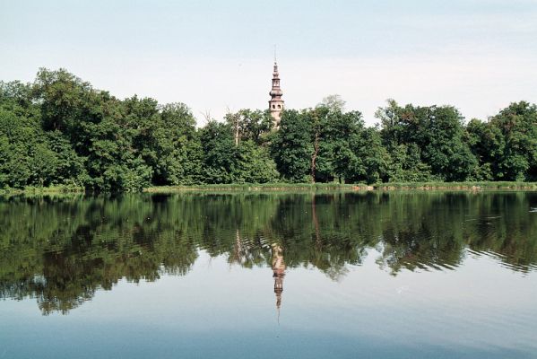 Tovačov, 25.5.2006
Rybník Kolečko.

Klíčová slova: Tovačov rybník Kolečko Elater ferrugineus Ampedus brunnicornis cardinalis Lacon querceus