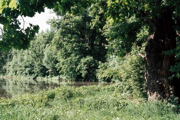 Tovačov, 25.5.2006
Rybník Kolečko.

Klíčová slova: Tovačov rybník Kolečko Elater ferrugineus Ampedus brunnicornis cardinalis Lacon querceus