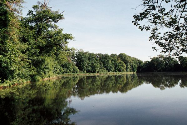 Tovačov, 25.5.2006
Rybník Kolečko.
Klíčová slova: Tovačov rybník Kolečko Elater ferrugineus Ampedus brunnicornis cardinalis Lacon querceus