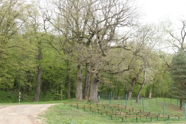 Tovarné, 20.4.2015
Grófsky lesopark.



Klíčová slova: Tovarné Grófsky lesopark