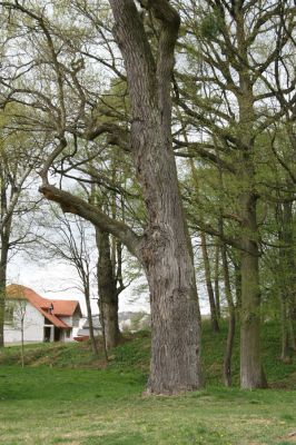 Tovarné, 20.4.2015
Grófsky lesopark.


Klíčová slova: Tovarné Grófsky lesopark