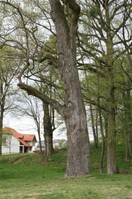 Tovarné, 20.4.2015
Grófsky lesopark.


Mots-clés: Tovarné Grófsky lesopark