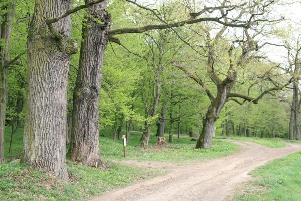 Tovarné, 20.4.2015
Grófsky lesopark.
Klíčová slova: Tovarné Grófsky lesopark