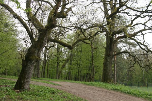 Tovarné, 20.4.2015
Grófsky lesopark.

Klíčová slova: Tovarné Grófsky lesopark