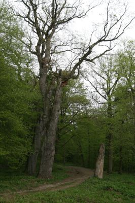 Tovarné, 20.4.2015
Grófsky lesopark.



Klíčová slova: Tovarné Grófsky lesopark