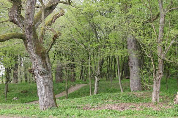 Tovarné, 20.4.2015
Grófsky lesopark.

Klíčová slova: Tovarné Grófsky lesopark