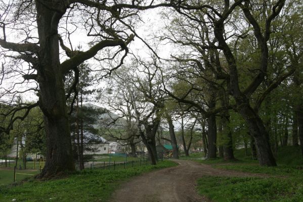 Tovarné, 20.4.2015
Grófsky lesopark.

Klíčová slova: Tovarné Grófsky lesopark