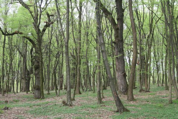 Tovarné, 20.4.2015
Klíčová slova: Grófsky lesopark. Tovarné Grófsky lesopark