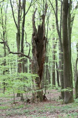 Tovarné, 20.4.2015
Grófsky lesopark.

Klíčová slova: Tovarné Grófsky lesopark