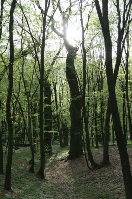 Tovarné, 20.4.2015
Grófsky lesopark.

Mots-clés: Tovarné Grófsky lesopark