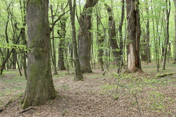 Tovarné, 20.4.2015
Grófsky lesopark.
Klíčová slova: Tovarné Grófsky lesopark