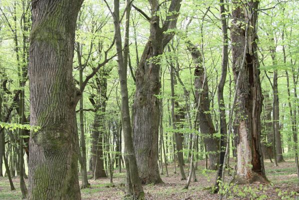 Tovarné, 20.4.2015
Grófsky lesopark.

Klíčová slova: Tovarné Grófsky lesopark