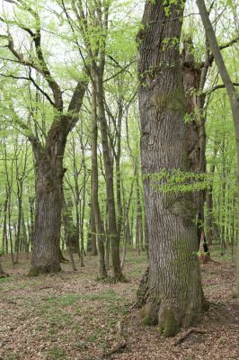 Tovarné, 20.4.2015
Grófsky lesopark.


Klíčová slova: Tovarné Grófsky lesopark