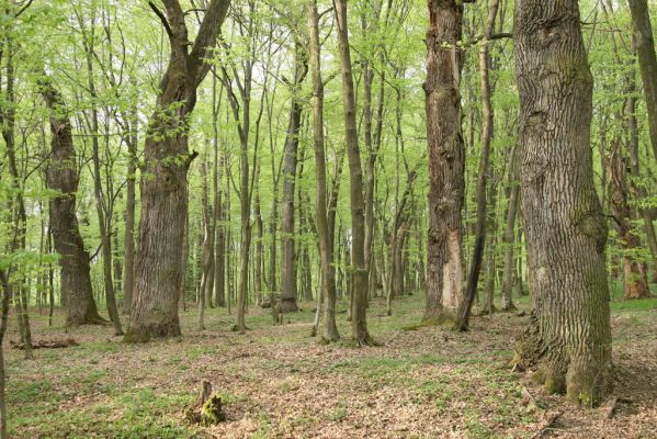 Tovarné, 20.4.2015
Grófsky lesopark.

Klíčová slova: Tovarné Grófsky lesopark