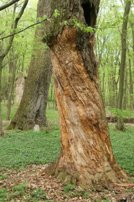 Tovarné, 20.4.2015
Grófsky lesopark.

Schlüsselwörter: Tovarné Grófsky lesopark Aulonothroscus laticollis