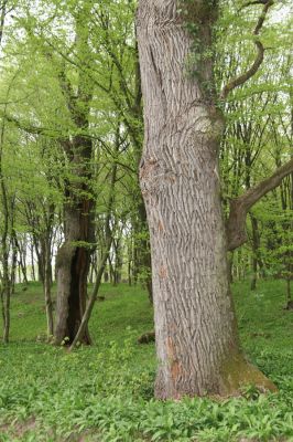Tovarné, 20.4.2015
Grófsky lesopark.



Klíčová slova: Tovarné Grófsky lesopark