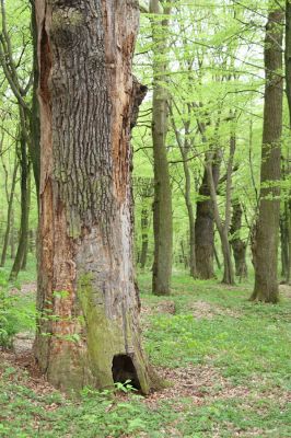 Tovarné, 20.4.2015
Grófsky lesopark.

Mots-clés: Tovarné Grófsky lesopark